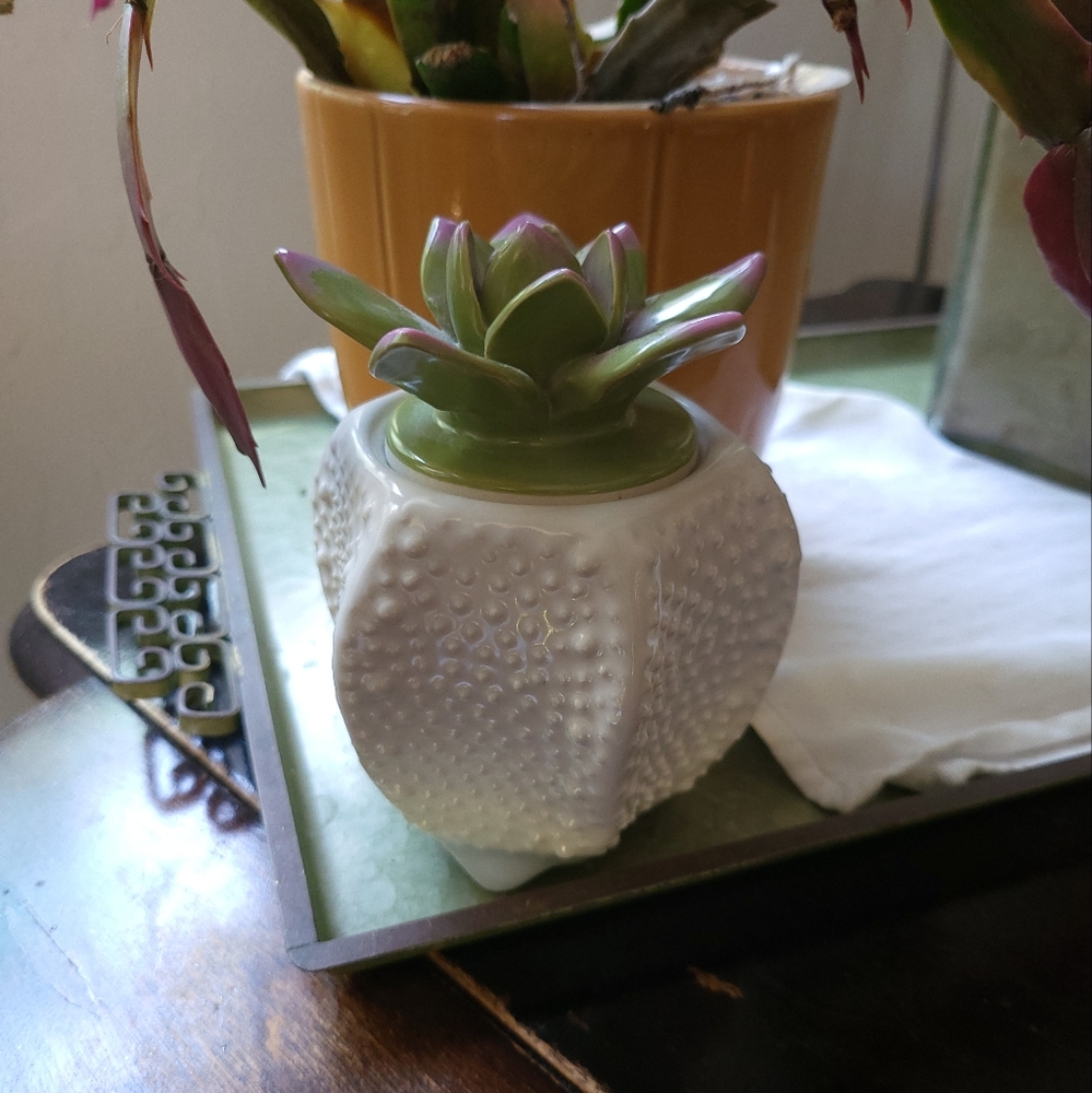 Beautiful Succulent Candle Holder